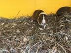 Adopt Middleton (Bonded to Consort) a Guinea Pig