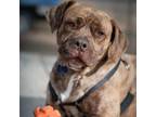 Adopt Ethan a Mastiff