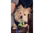 Adopt YUKI in VA a Cairn Terrier