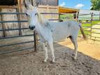 Adopt Freckles a Mule