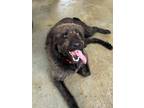 Adopt Max a Standard Poodle, Labrador Retriever