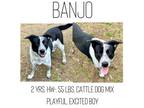 Adopt Banjo a Mixed Breed