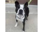 Adopt Mike Wazowski a Boston Terrier