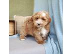 Havanese Puppy for sale in New Holland, PA, USA