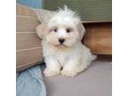 Havanese Puppy for sale in New Holland, PA, USA