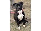 Adopt Domino a Pit Bull Terrier, Mixed Breed