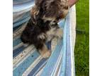 Schnauzer (Miniature) Puppy for sale in Michigantown, IN, USA