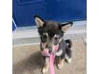 Shiba Inu Puppy for sale in Palmetto, FL, USA