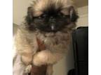 Pekingese Puppy for sale in Sneads Ferry, NC, USA