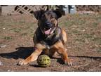 Adopt Bruno a Labrador Retriever, Cattle Dog