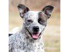 Adopt Gremlin a Australian Cattle Dog / Blue Heeler, Pit Bull Terrier