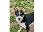 Adopt Spaz a Siberian Husky