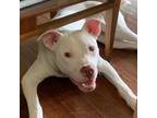 Adopt Pablo a American Staffordshire Terrier, Pit Bull Terrier
