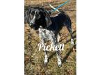 Adopt Pickett a Bluetick Coonhound