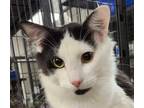 Adopt Checkers a Domestic Long Hair