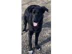 Adopt Binx a Black Labrador Retriever, German Shepherd Dog