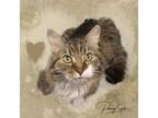 Adopt Hunter a Maine Coon