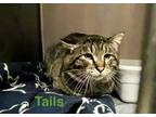 Adopt Tails a Tabby