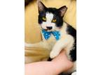 Adopt Knox a Domestic Short Hair, Tuxedo