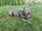 Adopt DEREK a Staffordshire Bull Terrier, Mixed Breed