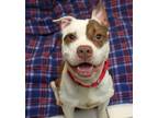 Adopt Sparky a American Staffordshire Terrier