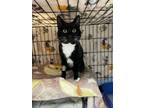 Adopt Reed a Domestic Short Hair