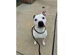 Adopt Otis a Pit Bull Terrier