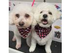 Adopt Charlie Age 8 a Bichon Frise