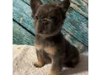 French Bulldog Puppy for sale in Cody, WY, USA