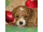 Maltipoo Puppy for sale in Sunman, IN, USA