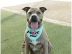 Adopt JACK a Pit Bull Terrier