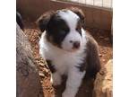 Australian Shepherd Puppy for sale in Snowflake, AZ, USA