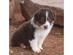 Australian Shepherd Puppy for sale in Snowflake, AZ, USA