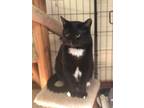 Adopt Nelson a Domestic Short Hair