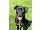 Adopt Gaspacho a Great Dane, Mixed Breed