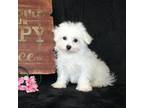 Bichon Frise Puppy for sale in Manheim, PA, USA