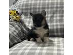 Pembroke Welsh Corgi Puppy for sale in Odon, IN, USA