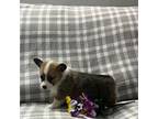 Pembroke Welsh Corgi Puppy for sale in Odon, IN, USA