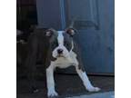Boston Terrier Puppy for sale in Mancelona, MI, USA