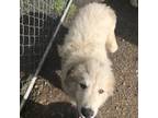 Great Pyrenees Puppy for sale in Tenino, WA, USA