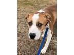 Adopt Titus a Boxer, Pit Bull Terrier