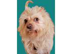 Adopt BUMBLE BEE in IL a Cairn Terrier