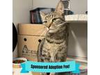 Adopt Teddy a Domestic Short Hair