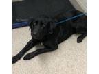 Adopt Tucker a Black Labrador Retriever