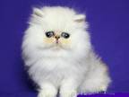 Rimma Persian Female Black Silver Shaded