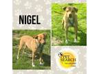 Adopt Doggie Nigel a Mixed Breed