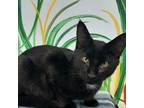 Adopt Mickey Mouse a Domestic Short Hair