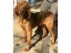 Adopt Cyrus a Bloodhound