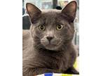 Adopt Dasher a Domestic Short Hair