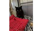 Adopt Oyster a Domestic Short Hair